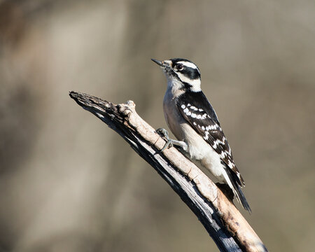 Female Downy Woodpecker in Dover, Tennessee