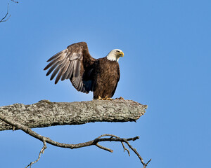 Obraz premium Bald eagle stretching it's wing in Dover, Tennessee