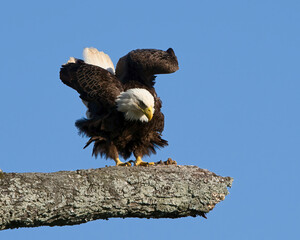 Bald eagle stretching it's wing in Dover, Tennessee