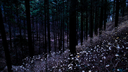 暗い森に咲くミツマタの花　栃木　焼森山