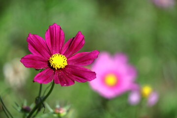 Obraz premium 秋風に揺れて咲く