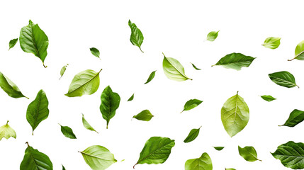 Green leaves falling separately, swirling from above, isolated on a transparent white background in...