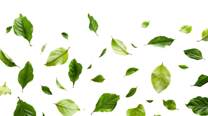 Green leaves falling separately, swirling from above, isolated on a transparent white background in PNG format. Graphic resource for autumn or spring.