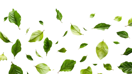 Fotobehang Green leaves falling separately, swirling from above, isolated on a transparent white background in PNG format. Graphic resource for autumn or spring. © Domingo