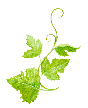 Grape branch with leaves close up. Watercolor hand drawn painting illustration isolated on a white background.