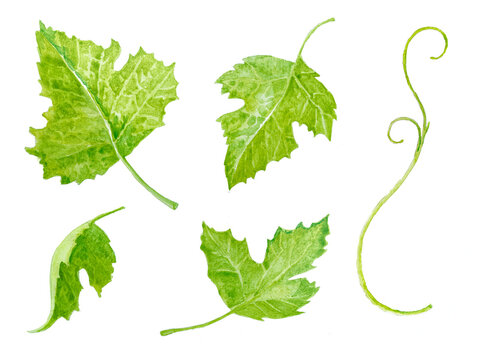Grape branch with leaves close up. Watercolor hand drawn painting illustration isolated on a white background.
