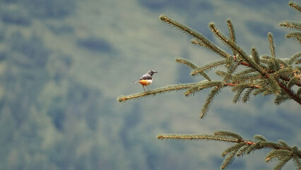 Obraz premium bird on a branch