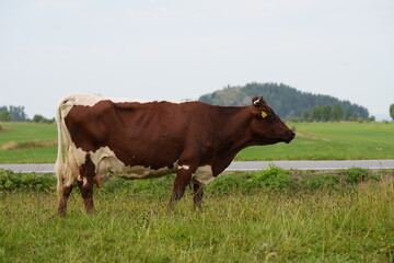 Wypas krów, krowa, bydło mleczne na łące, wypas krów, krowa na łące, polskie bydło, krowa...