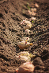 Hand planting potato tubers into the ground. Early spring preparations for the garden season
