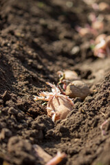 Hand planting potato tubers into the ground. Early spring preparations for the garden season
