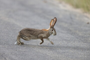The scrub hare (Lepus saxatilis) is one of two species of hares found in southern Namibia,...