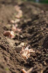 Hand planting potato tubers into the ground. Early spring preparations for the garden season