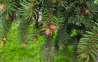 A coniferous branch with young red cones on a beautiful spring day