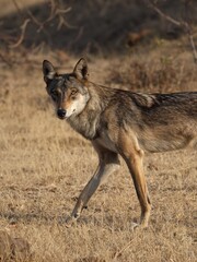 gray wolf lupus