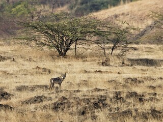 Indian wolf in natural habitat