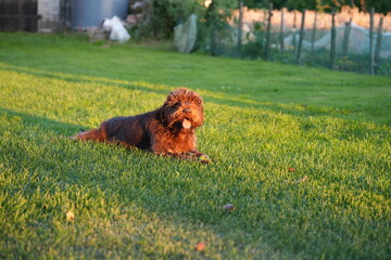 Wyżeł czeski, pies na trawniku, brązowy pies, wierny przyjaciel człowieka pies myśliwski 