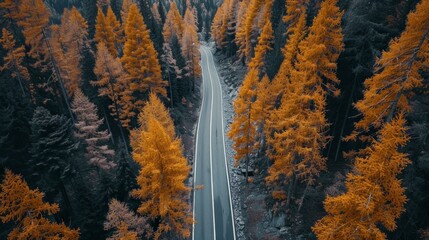 Aerial view of road in colorful forest at sunset in autumn. Top view from drone of mountain road in woods. Beautiful landscape with roadway, blue sky, trees with red and orange leaves in fall. Travel. - Powered by Adobe