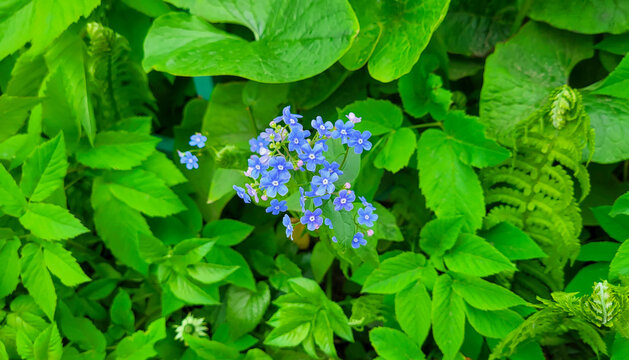 Beautiful delicate blue forget-me-nots in the garden on a background of green leaves.