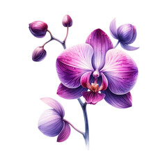 Fototapeta na wymiar Watercolor of A purple orchid with a white background, Clipart, Flower, isolated on a transparent background