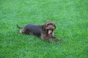 Wyżeł czeski, pies na trawniku, brązowy pies, wierny przyjaciel człowieka pies myśliwski 