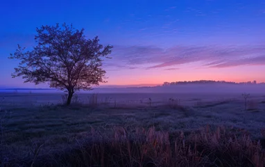 Keuken spatwand met foto Shaded trees under a beautiful sky are featured in this serene blue hour landscape photography, captured during a tranquil morning in spring.  © Matthew