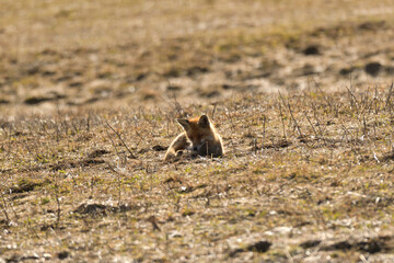 Naklejka na ściany i meble Portrait of red fox walking on the meadow grass