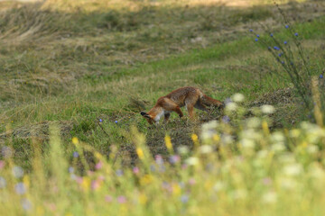 Naklejka na ściany i meble Red fox runs across the meadow to the forest