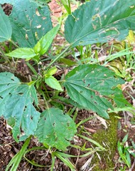 water drops on the leaves