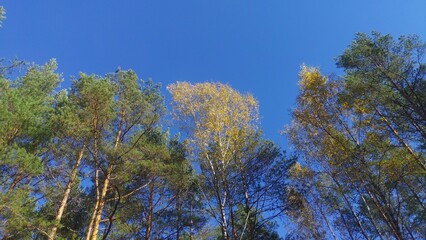 Pines and birches grow in the city park. Their crowns rise high into the blue sky. In autumn, the...