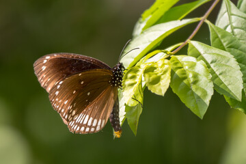 Common Indian Crow butterfly - Euploea core, large colored butterfly from Asian meadows and gardens, Nagarahole Tiger Reserve, India. - 766396845
