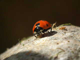 Coccinella
