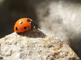 Coccinella