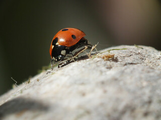 Coccinella
