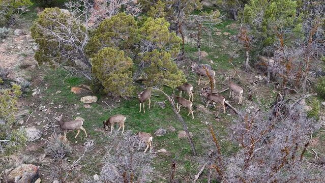 Aerial Mule Deer herd rocky cedar hill Utah spring 2. Herd of wildlife, deer high mountains migrate in springtime to lower elevation hills and farms after winter. Mountain cedar trees rocky hills.