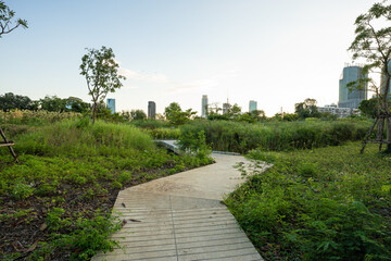Pathway in green tree city public park sunset light with building