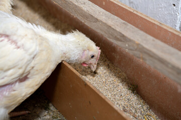 Detail of head of homemade white chickens eating the grain - 766400001