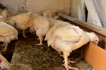 Hen broilers domestic fast breeding for meat on the chicken farm - 766400072
