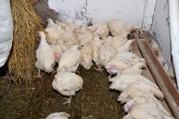 Hen broilers domestic fast breeding for meat on the chicken farm - 766400074