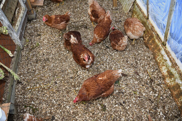Top view of laying hen chickens eating on a home farm - 766400227