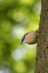 Eurasian nuthatch	
