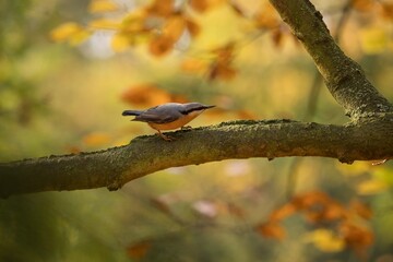 Eurasian nuthatch	