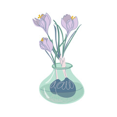 Crocuses grows from a bulbs in glass vase. Fresh blooms, floral arrangement. Spring flowers, interior decoration. Flat style hand drawn vector illustration isolated on transparent background.
