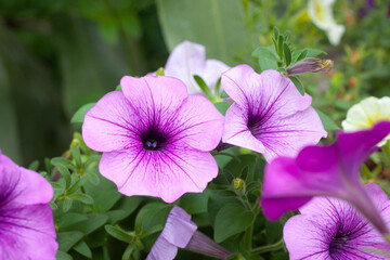 flower in garden natural outdoor