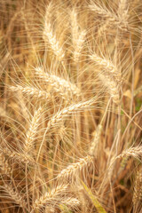 Golden Barley Field at Samoeng Chiang Mai