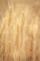 Golden Barley Field at Samoeng Chiang Mai