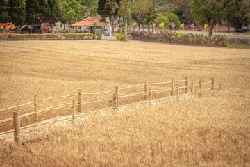 Golden Barley Field at Samoeng Chiang Mai
