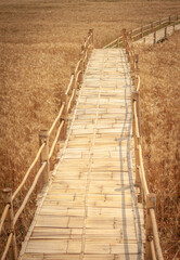 Golden Barley Field at Samoeng Chiang Mai