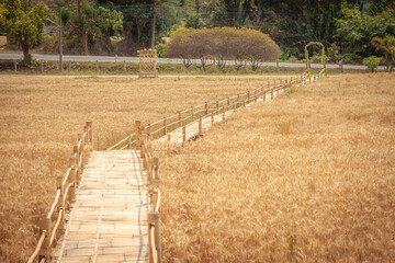 Golden Barley Field at Samoeng Chiang Mai
