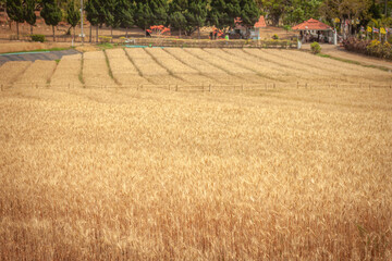 Golden Barley Field at Samoeng Chiang Mai