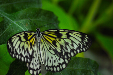 butterfly on leaf